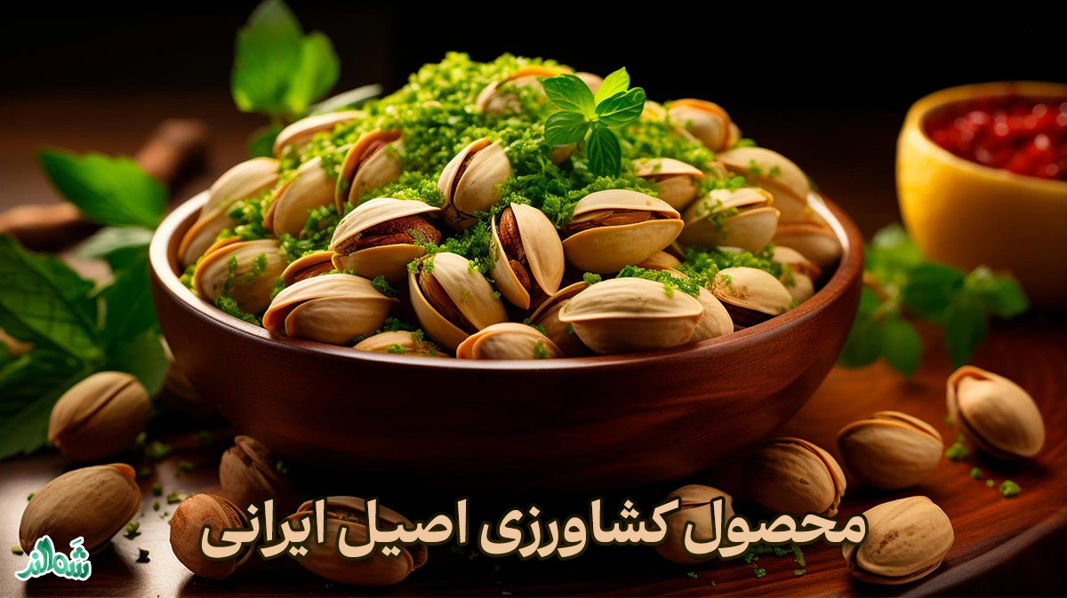 انواع پسته در ایران؛محصول اصیل کشاورزان ایرانی