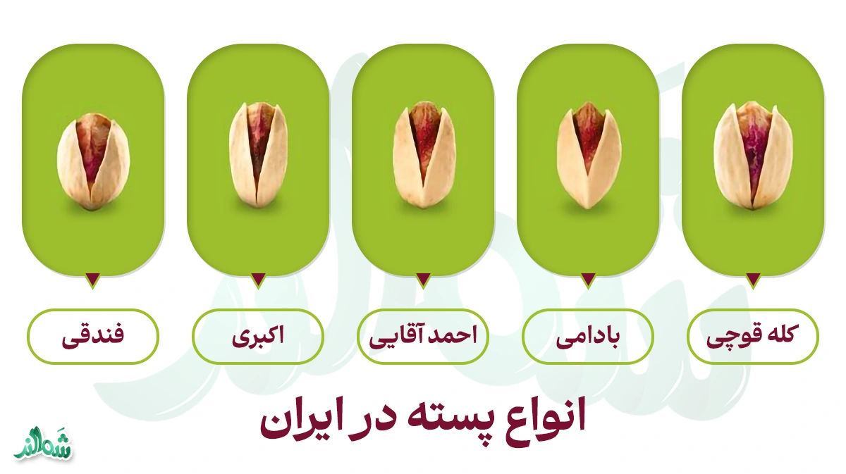انواع پسته در ایران؛محصول اصیل کشاورزان ایرانی