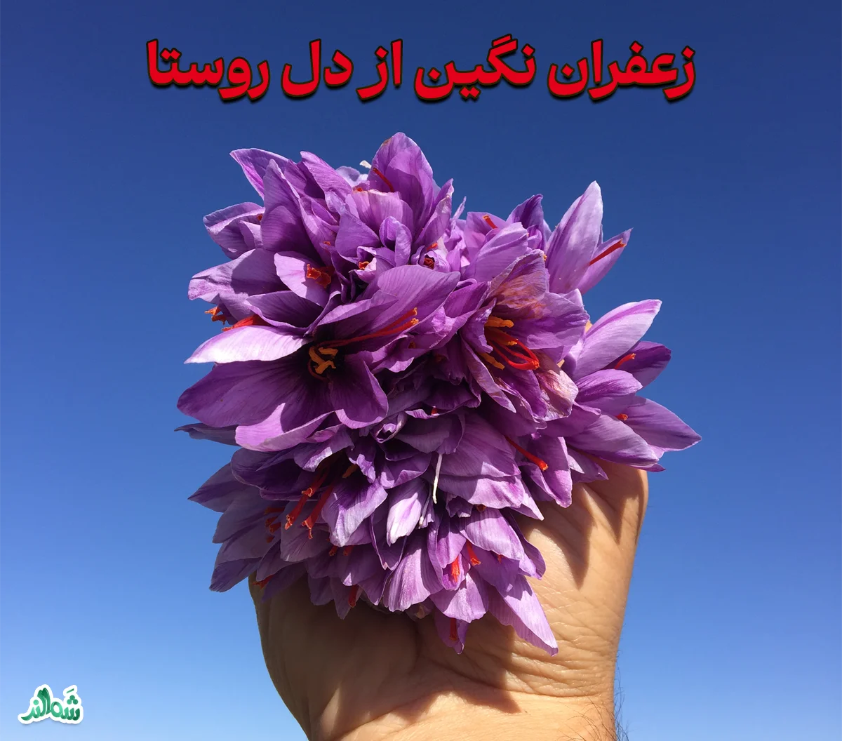 زعفران نگین (درجه یک شَمالند)