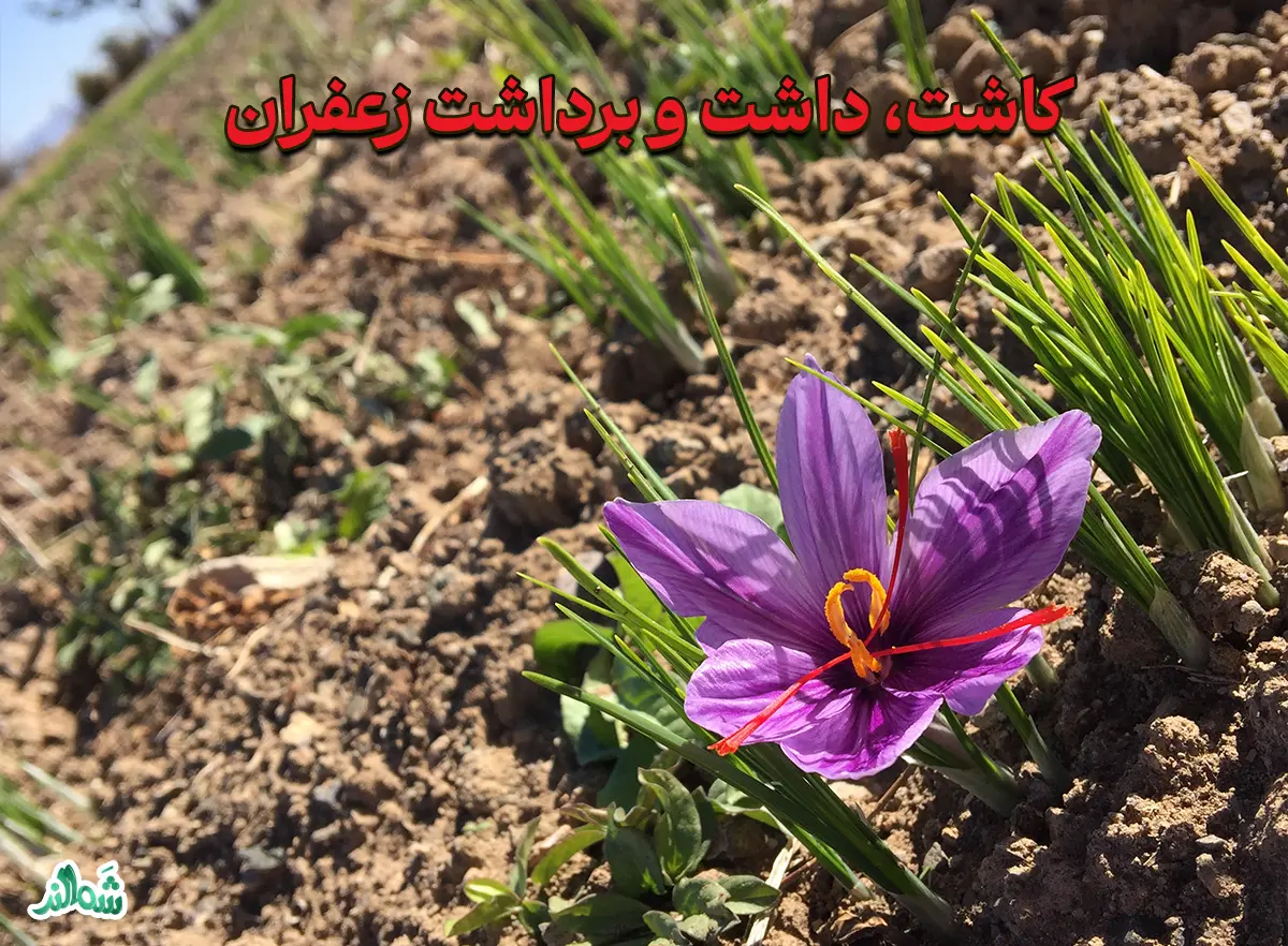 زعفران نگین (درجه یک شَمالند)