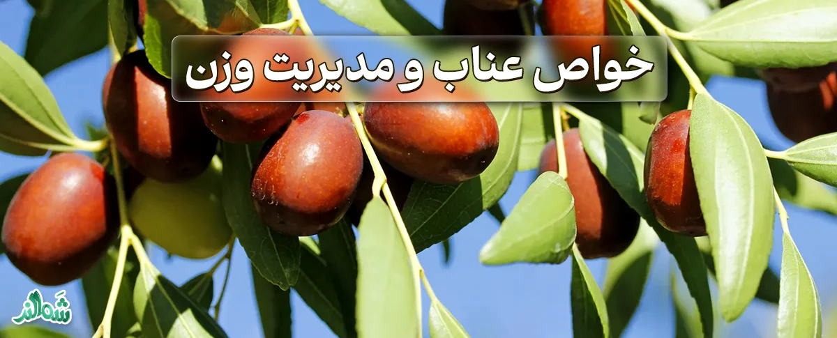 خواص عناب؛ جواهری پنهان در طبیعت