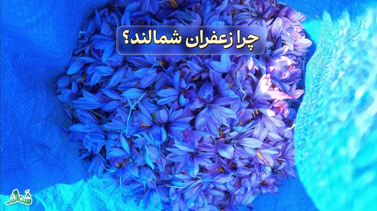 قیمت و خرید زعفران اصیل و با کیفیت شمالند