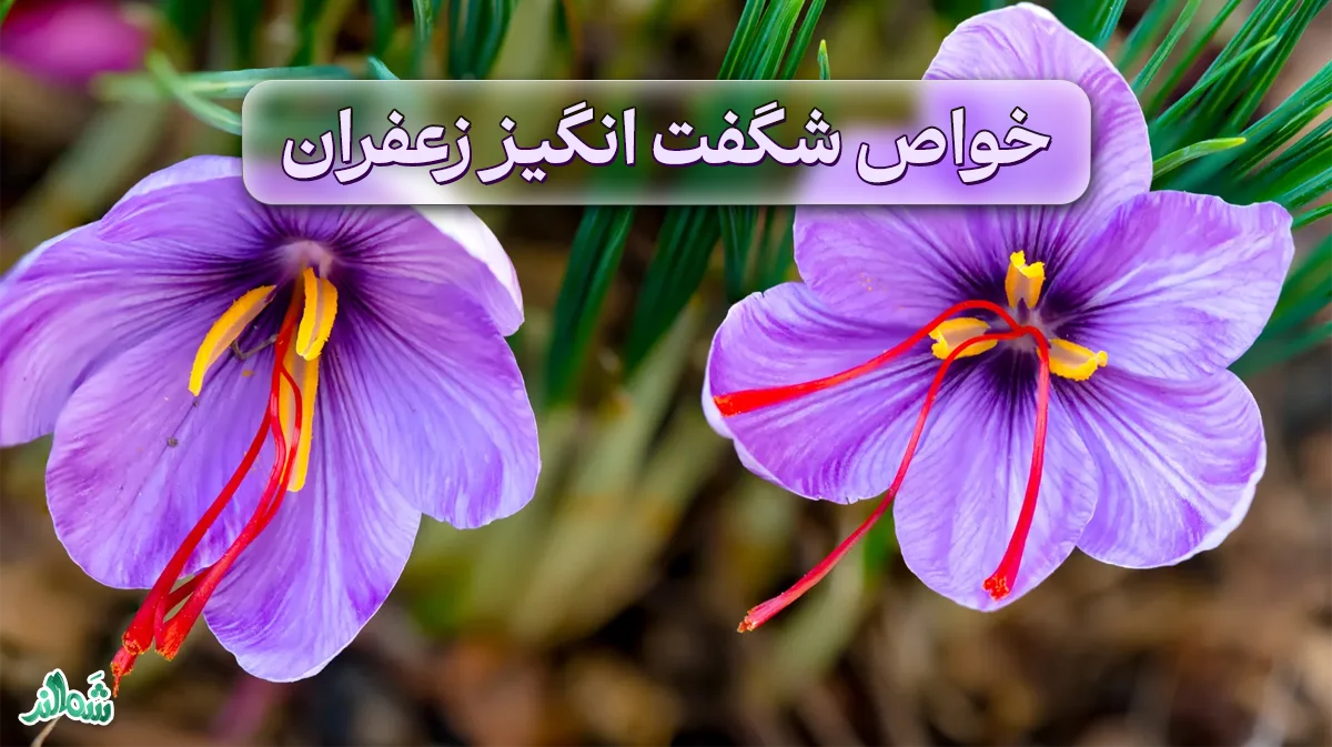 خواص زعفران؛ معجزه ای برای سلامتی شما