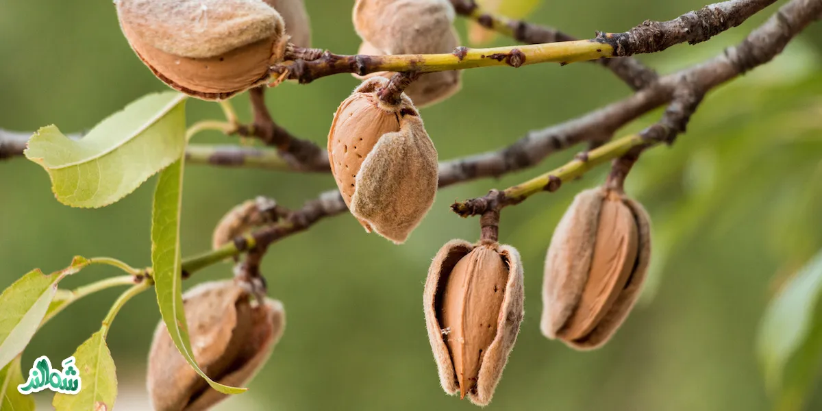 خواص و فواید بادام درختی