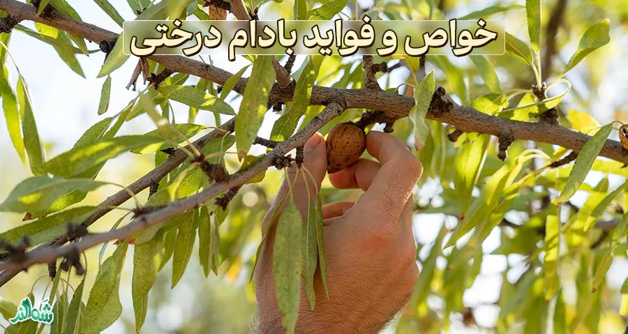 خواص و فواید بادام درختی