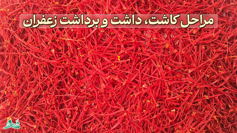کاشت، داشت و برداشت زعفران