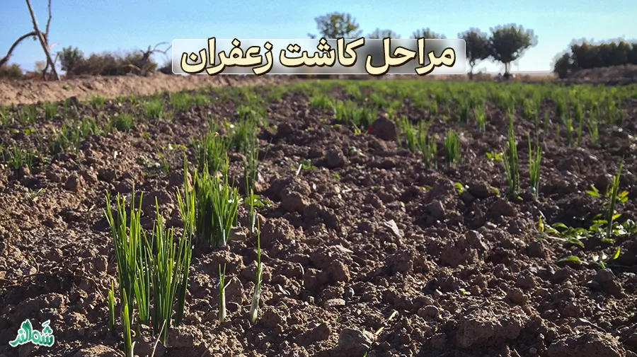 کاشت، داشت و برداشت زعفران