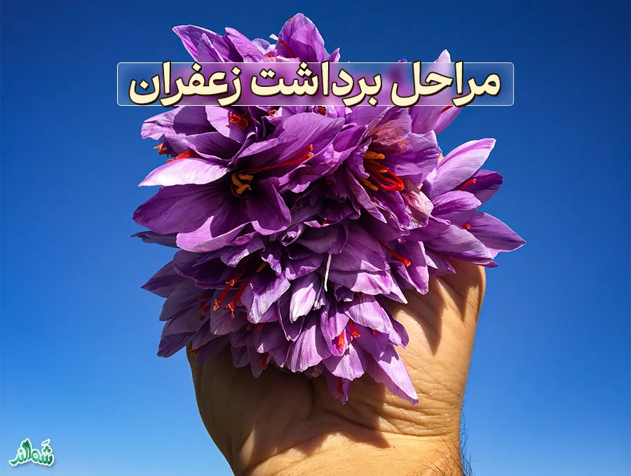 کاشت، داشت و برداشت زعفران