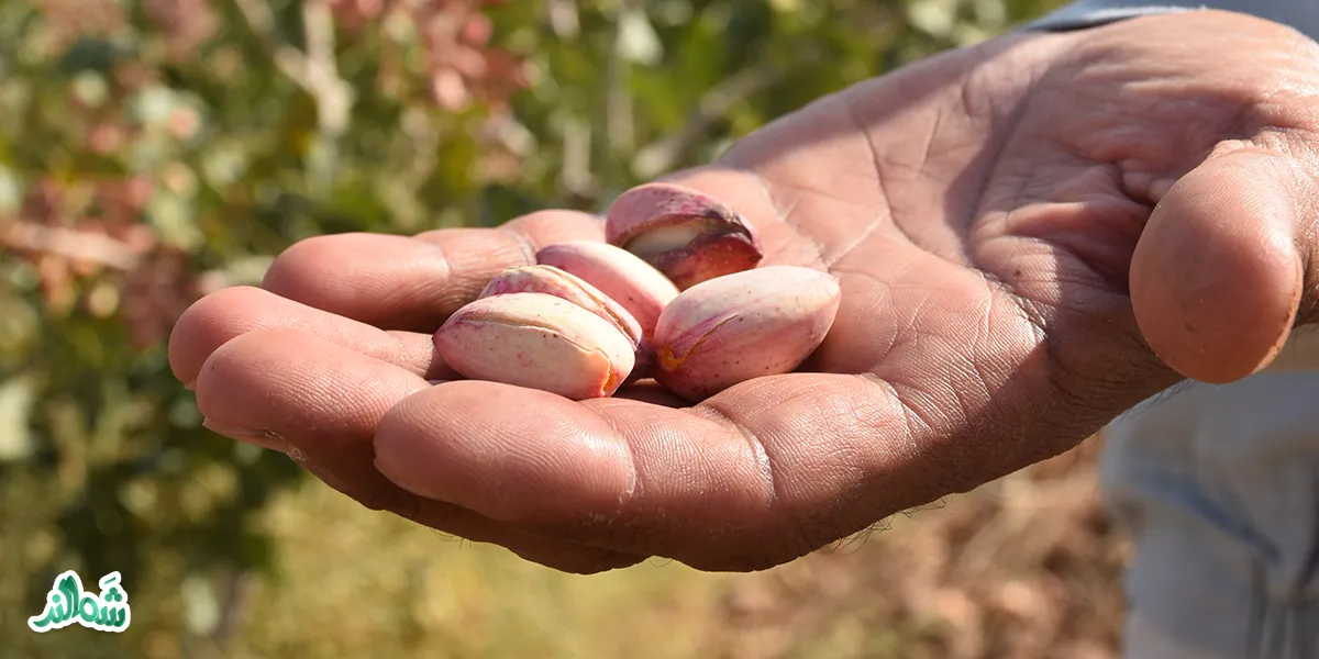 برداشت پسته اکبری؛ تابستان ۱۴۰۳