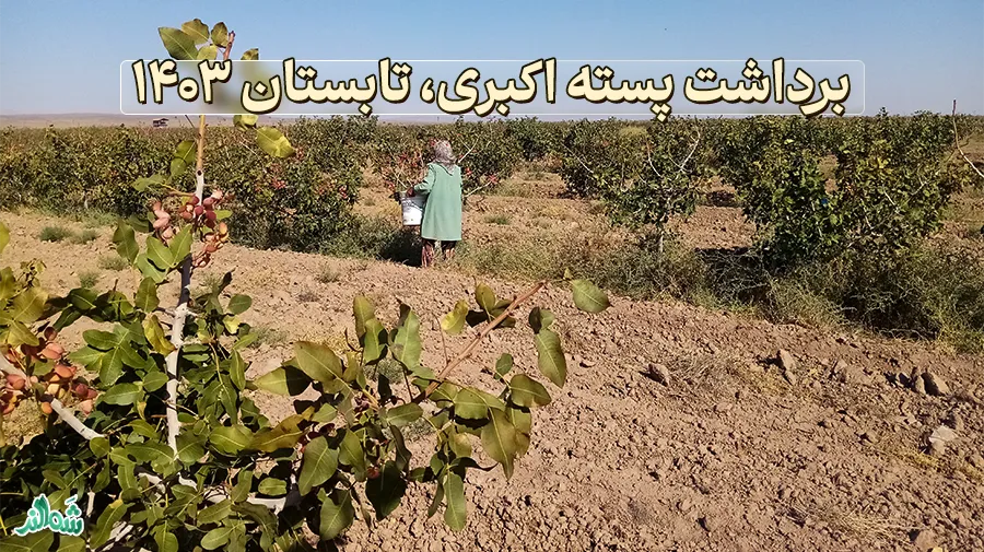 برداشت پسته اکبری؛ تابستان ۱۴۰۳