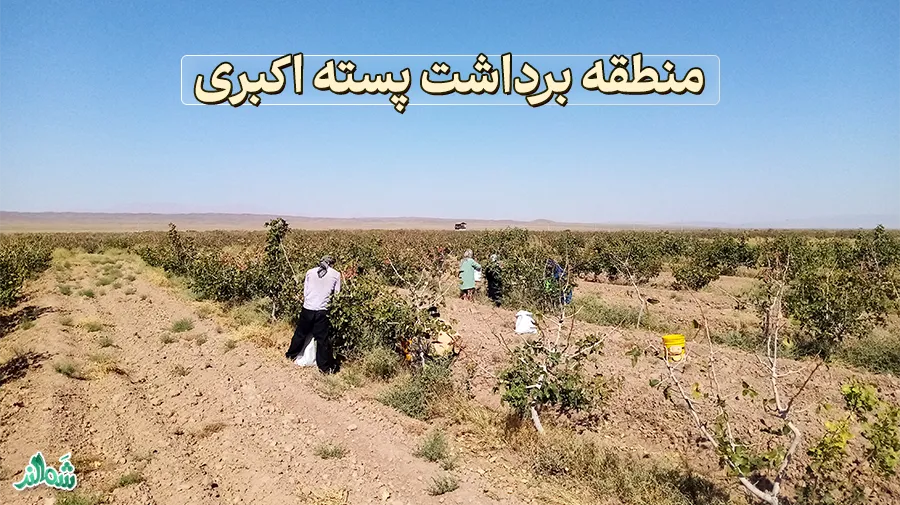 برداشت پسته اکبری؛ تابستان ۱۴۰۳