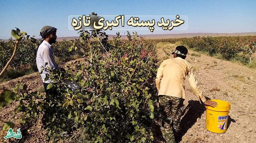برداشت و خرید پسته اکبری تازه؛ تابستان ۱۴۰۳