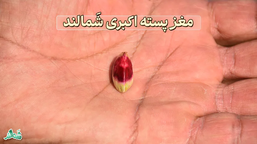 معرفی مغز پسته اکبری شَمالند