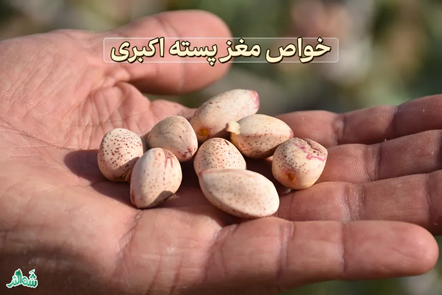 خواص و معرفی مغز پسته اکبری شَمالند