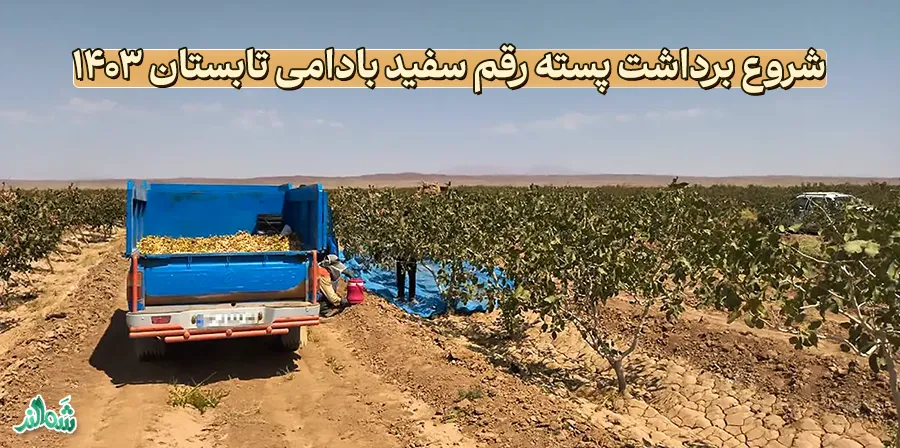 شروع برداشت پسته رقم سفید بادامی تابستان ۱۴۰۳