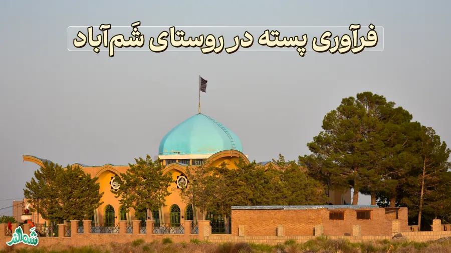 فراوری پسته در ترمینال ضبط پسته روستای شَم‌آباد