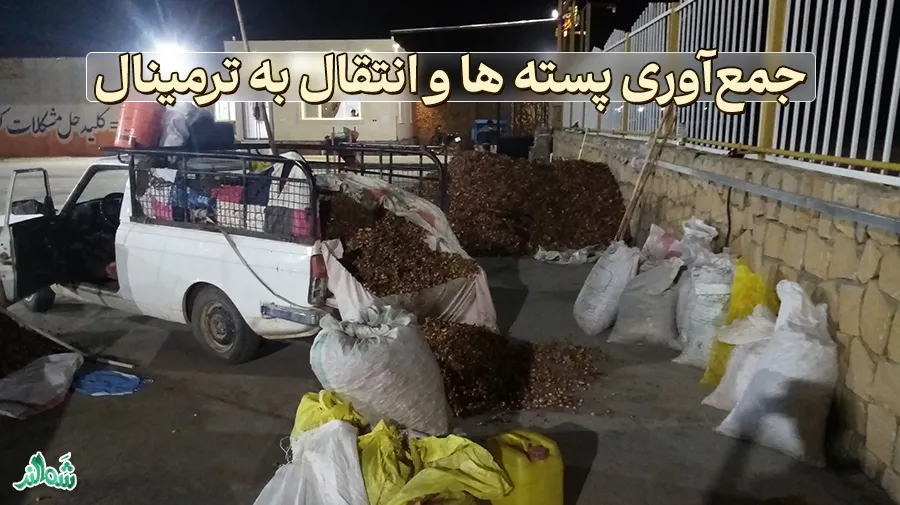 فراوری پسته در ترمینال ضبط پسته 
