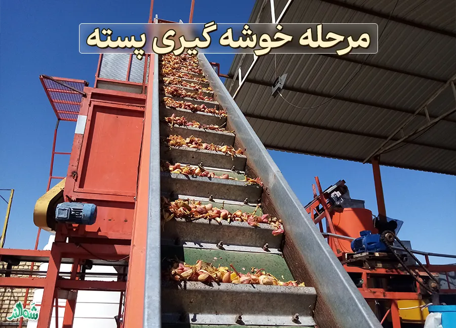 فراوری پسته در ترمینال ضبط پسته 