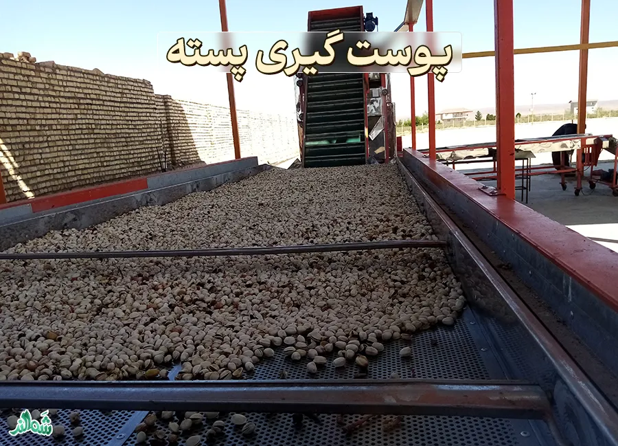 فراوری پسته در ترمینال ضبط پسته 