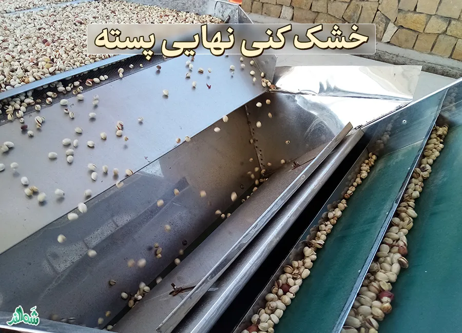 فراوری پسته در ترمینال ضبط پسته 