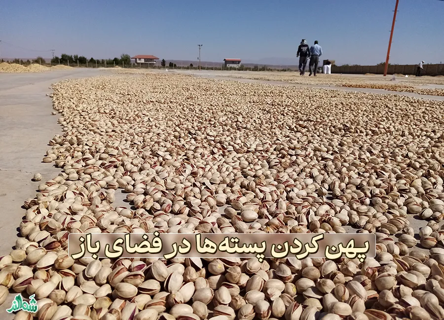 فراوری پسته در ترمینال ضبط پسته 