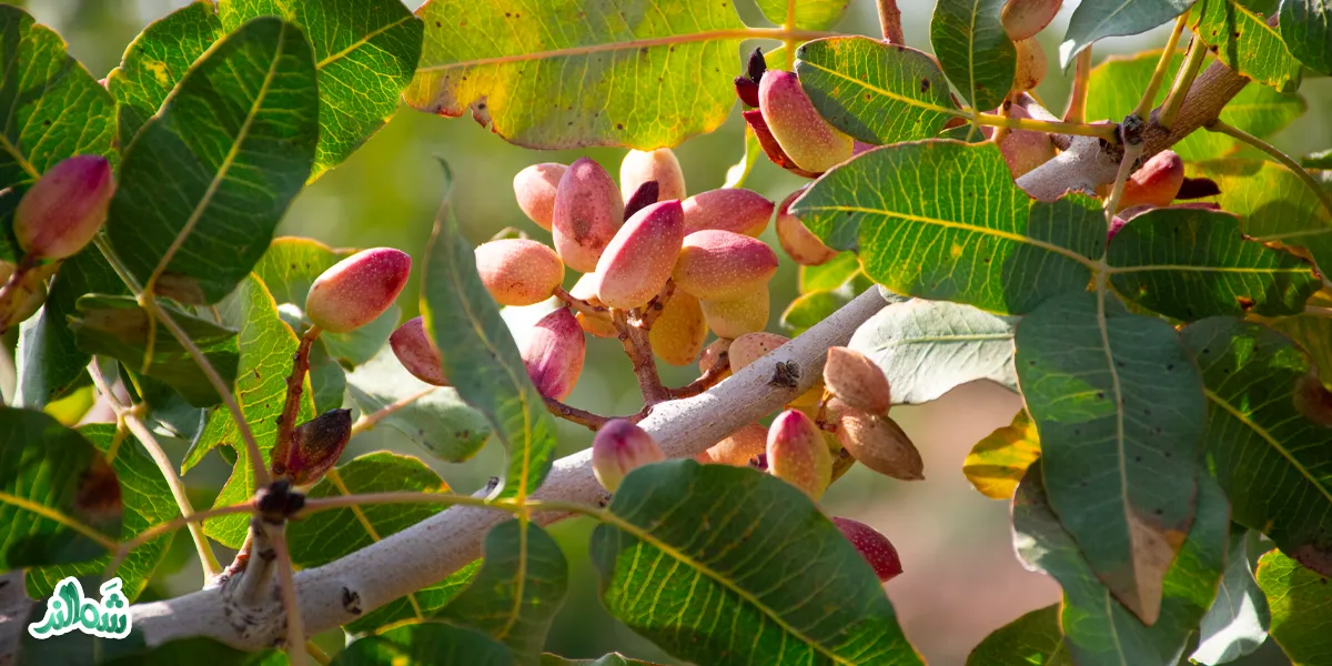 همه چیز در مورد پسته