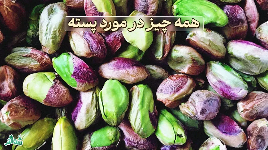 همه چیز در مورد پسته