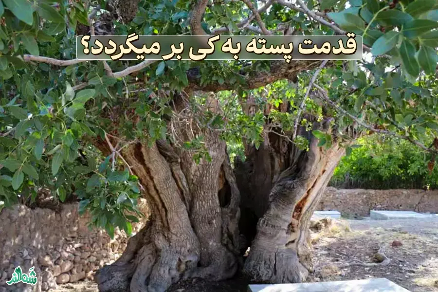 همه چیز در مورد پسته