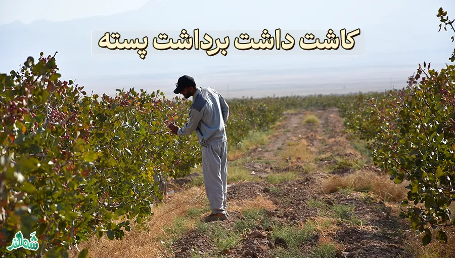 همه چیز در مورد پسته