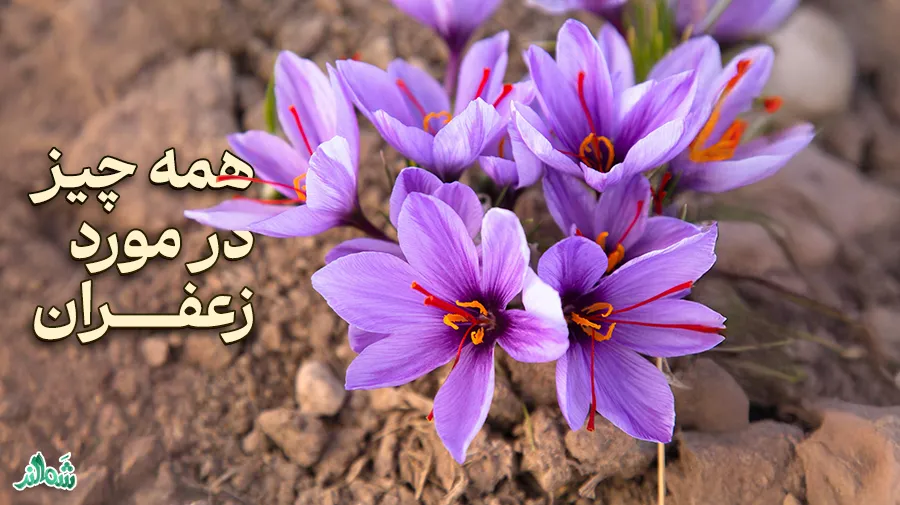 همه چیز در مورد زعفران