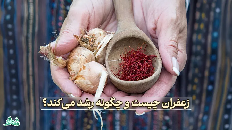 همه چیز در مورد زعفران
