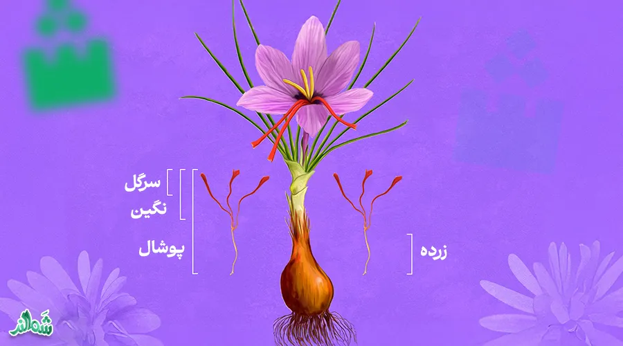همه چیز در مورد زعفران