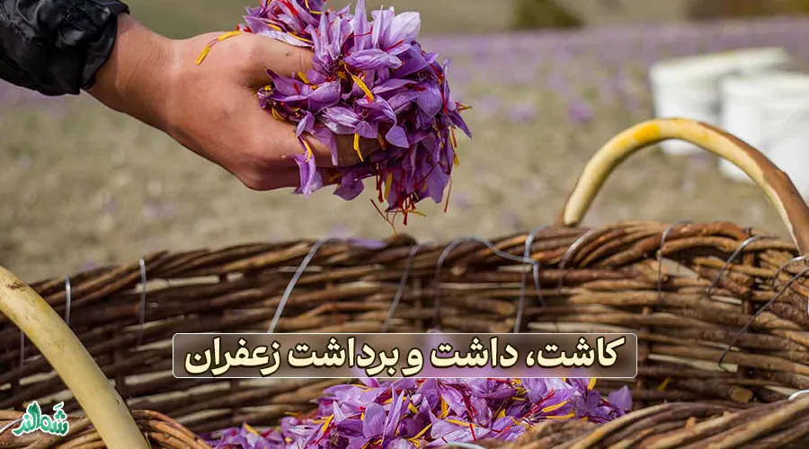 همه چیز در مورد زعفران