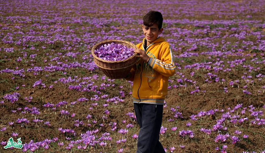 همه چیز در مورد زعفران؛ بررسی از دل زمین کشاورز