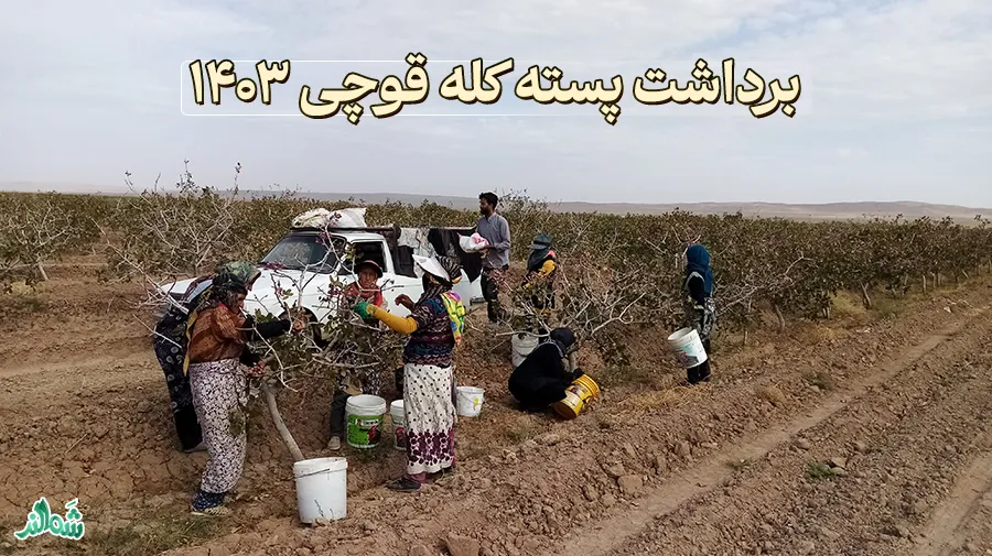 برداشت پسته کله قوچی در سال 1403 [بهترین و تازه ترین پسته ایران]