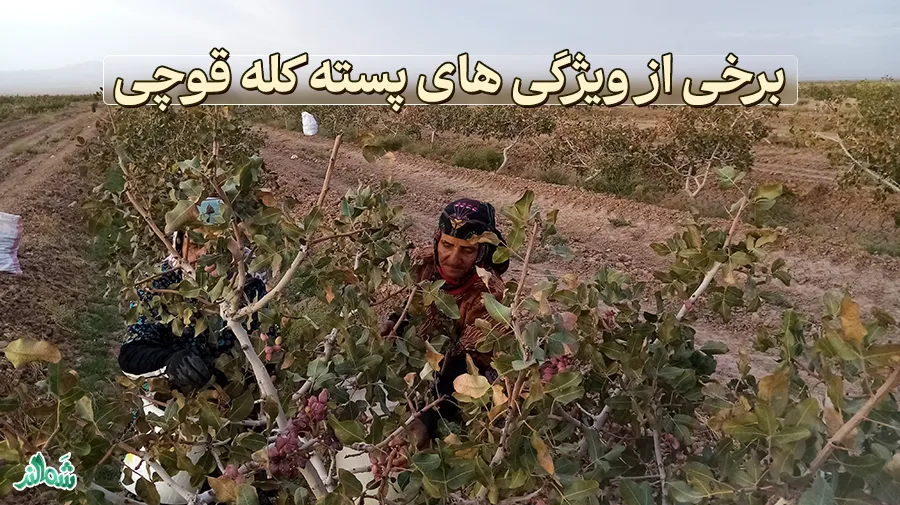 برداشت پسته کله قوچی در سال 1403 [بهترین و تازه ترین پسته ایران]