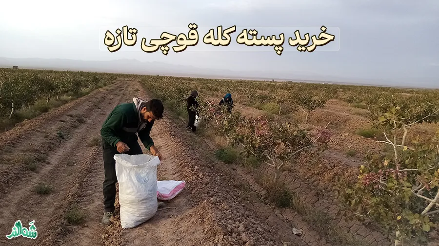 برداشت پسته کله قوچی در سال 1403 [بهترین و تازه ترین پسته ایران]