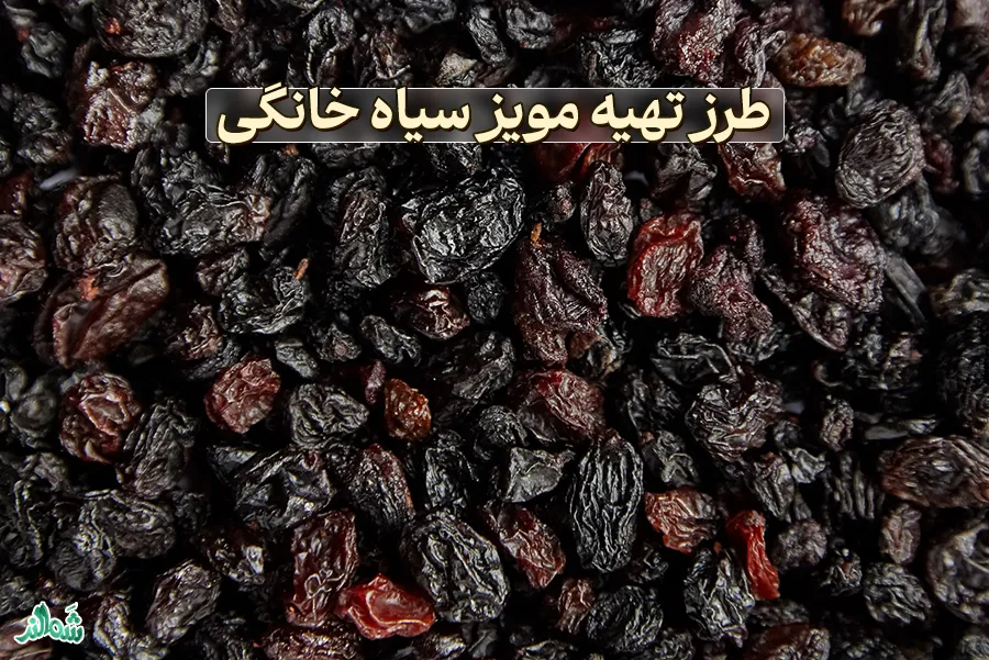 طرز تهیه مویز سیاه خانگی