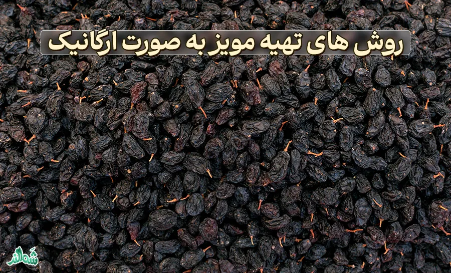 طرز تهیه مویز سیاه خانگی