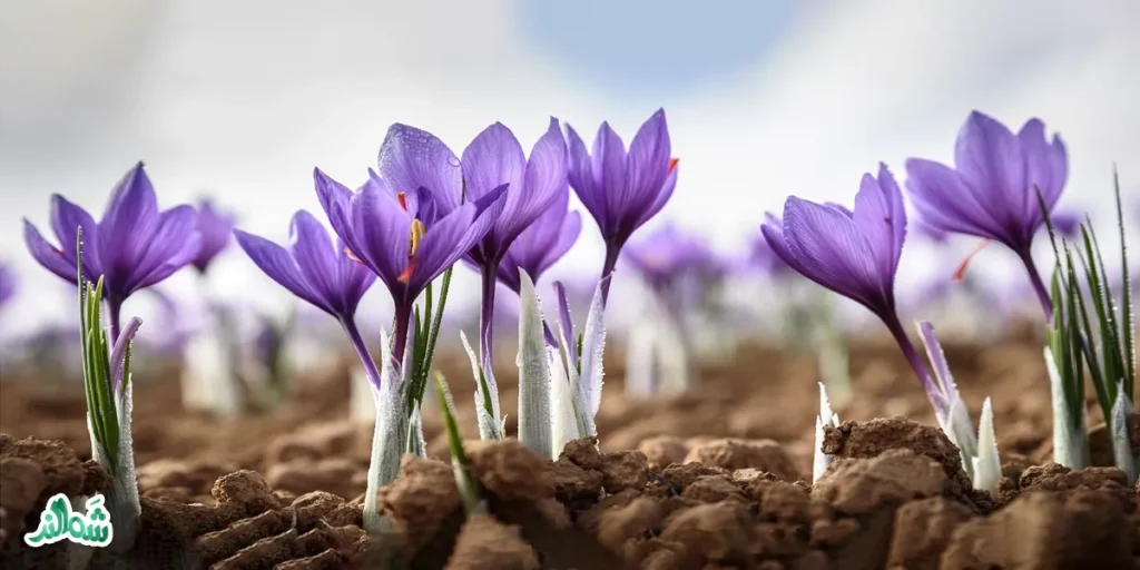 تاثیر زعفران در درمان بیماری های عصبی