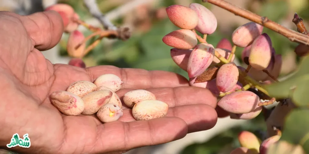 راهنمای خرید پسته تازه