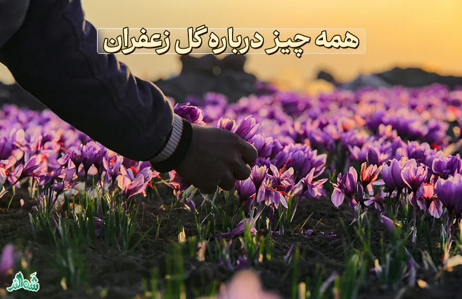 عوامل موثر بر کیفیت و قیمت گل زعفران