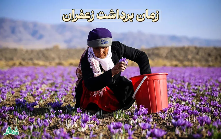 عوامل موثر بر کیفیت و قیمت گل زعفران