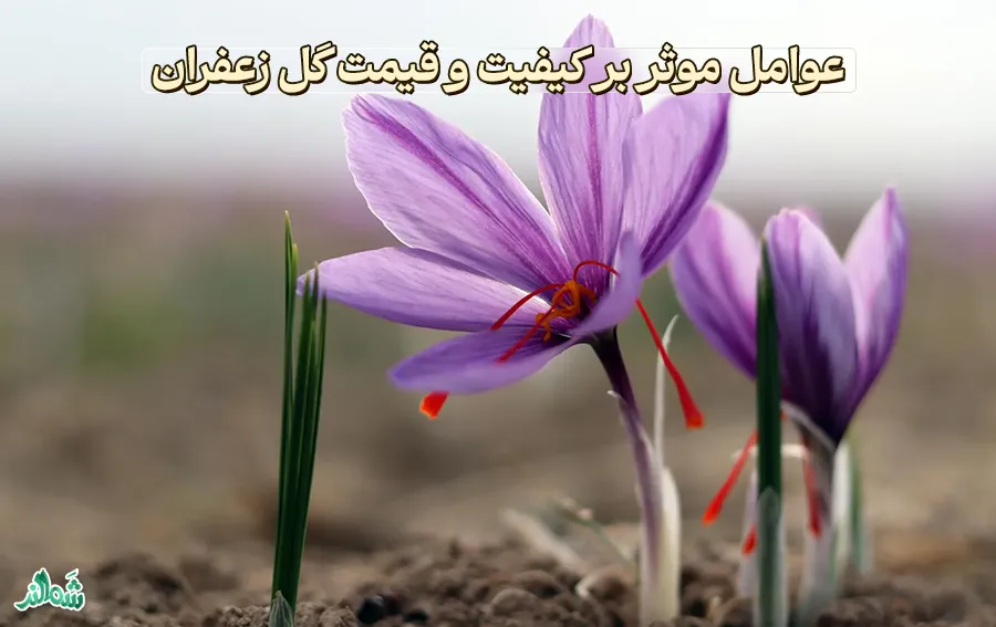 عوامل موثر بر کیفیت و قیمت گل زعفران