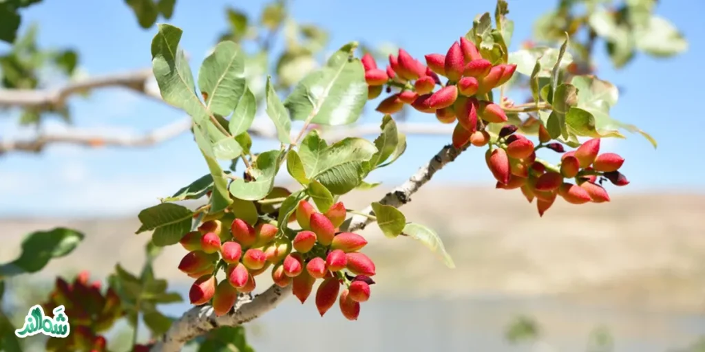 بهترین روش نگهداری پسته در خانه