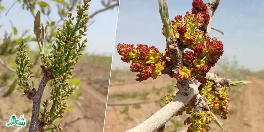 شناخت کامل پسته نر برای باغات