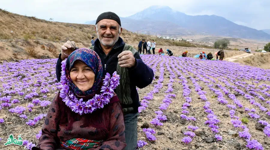 پسته و زعفران بهترین سوغات ایرانی
