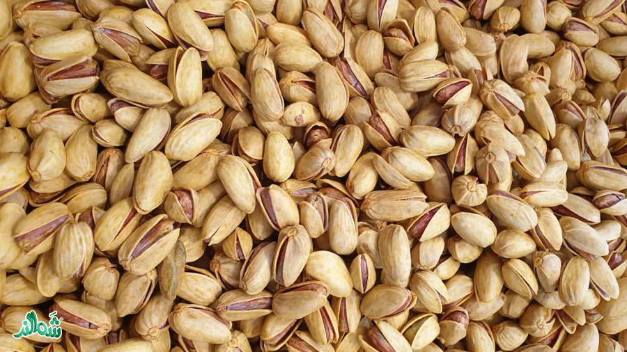 خرید پسته اکبری تازه شمالند