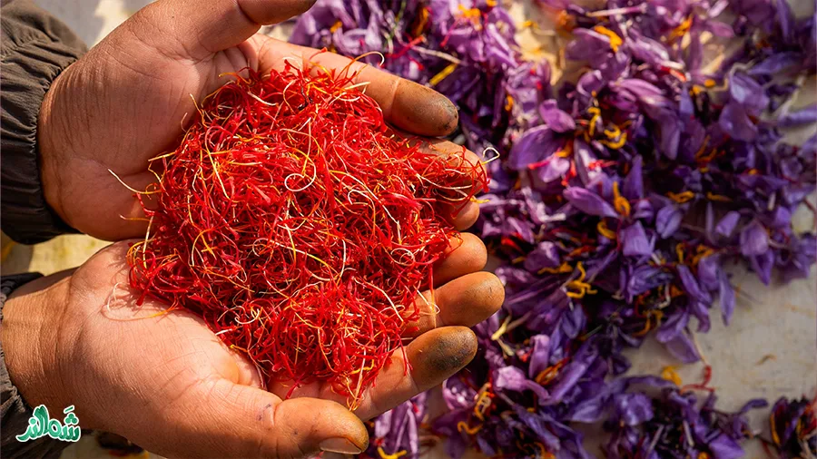 همه چیز درباره کاشت زعفران؛ خرید بهترین زعفران از شمالند