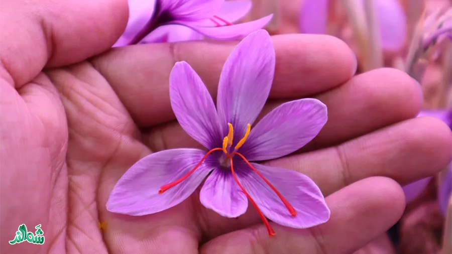 همه چیز درباره کاشت زعفران؛ کاشت زعفران در منزل